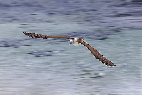 Blue-footed booby diving for fish-San Cristobal Island-Galapagos Islands-Ecuador Coastal Print